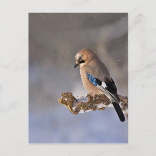 Carte Postale Jay Bird en hiver (Devant)