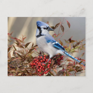 Carte Postale Jay Bleu à Nandina Bambou paradisiaque