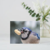 Carte Postale Jay bleu avec arachide (Debout devant)