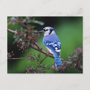 Carte Postale Jay bleu, Cyaoncitta cristata 2