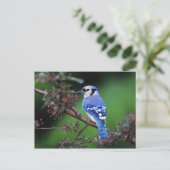 Carte Postale Jay bleu, Cyaoncitta cristata 2 (Debout devant)