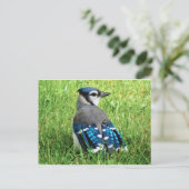 Carte Postale Jay bleu dans l'herbe (Debout devant)