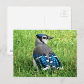 Carte Postale Jay bleu dans l'herbe (Devant / Derrière)