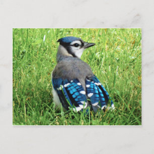 Carte Postale Jay bleu dans l'herbe