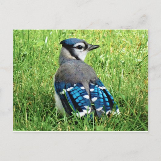 Carte Postale Jay bleu dans l'herbe (Devant)