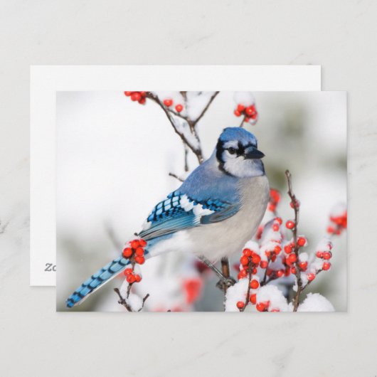 Carte Postale Jay bleu dans l'intermède commun (Devant / Derrière)