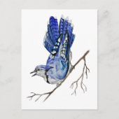 Carte Postale Jay bleu d'oiseau de la forêt (Devant)