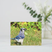 Carte Postale Jay bleu du nord (Debout devant)