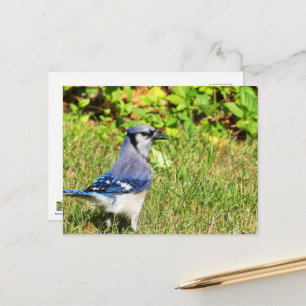 Carte Postale Jay bleu du nord