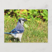 Carte Postale Jay bleu du nord (Devant)