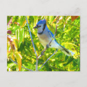 Carte Postale Jay bleu du nord dans l'arbre Nature Custom (Devant)