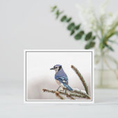 Carte Postale Jay bleu en hiver (Debout devant)