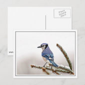 Carte Postale Jay bleu en hiver (Devant / Derrière)