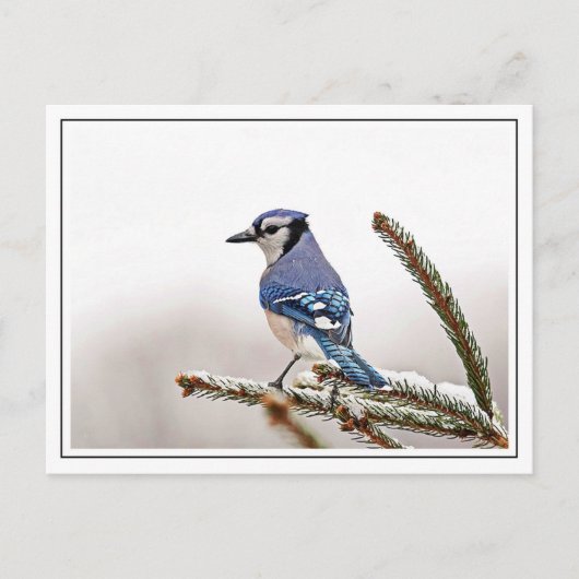 Carte Postale Jay bleu en hiver (Devant)