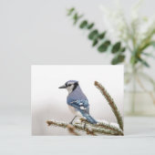 Carte Postale Jay bleu en hiver (Debout devant)