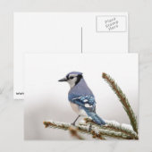 Carte Postale Jay bleu en hiver (Devant / Derrière)