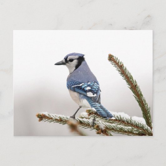 Carte Postale Jay bleu en hiver (Devant)