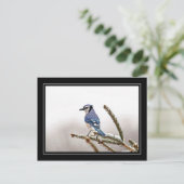 Carte Postale Jay bleu en hiver (Debout devant)