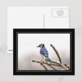 Carte Postale Jay bleu en hiver (Devant / Derrière)
