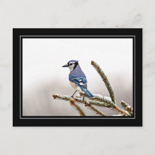 Carte Postale Jay bleu en hiver