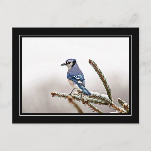Carte Postale Jay bleu en hiver (Devant)