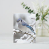 Carte Postale Jay bleu hiver (Debout devant)
