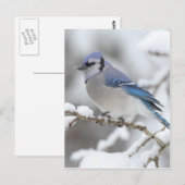 Carte Postale Jay bleu hiver (Devant / Derrière)