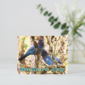 Carte Postale Jay de Steller (Debout devant)