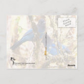 Carte Postale Jay de Steller (Dos)