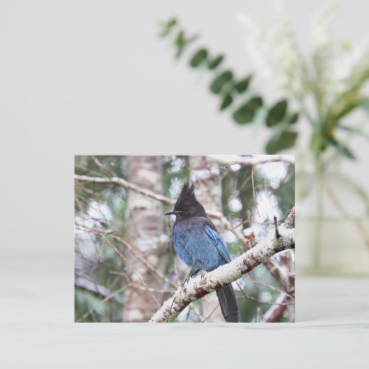 Carte Postale Jay de Steller (Debout devant)