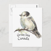 Carte Postale Jay gris gris d'oiseaux du Canada, Jack Whiskey (Devant / Derrière)