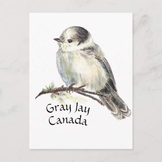 Carte Postale Jay gris gris d'oiseaux du Canada, Jack Whiskey (Devant)
