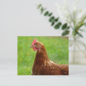 Carte Postale Jay Hen Rhode Island Poulet rouge (Debout devant)