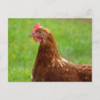Jay Hen Rhode Island Poulet rouge