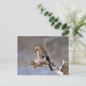 Carte Postale Jay oiseau assis sur une branche (Debout devant)