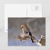 Carte Postale Jay oiseau assis sur une branche (Devant / Derrière)