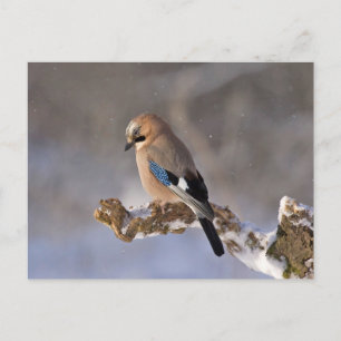 Carte Postale Jay oiseau assis sur une branche