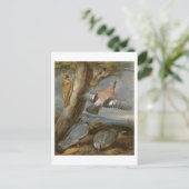 Carte Postale Jay, Pic vert, Pigeons et Redstart, c.165 (Debout devant)