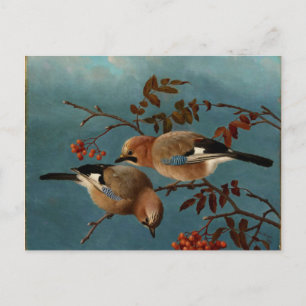 Carte Postale Jays - Deux oiseaux dans un arbre