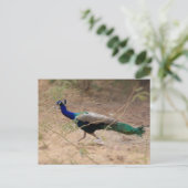 Carte Postale Jaywalk Peacock (Debout devant)