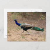 Carte Postale Jaywalk Peacock (Devant / Derrière)