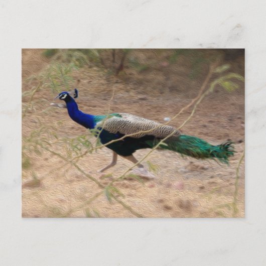 Carte Postale Jaywalk Peacock (Devant)