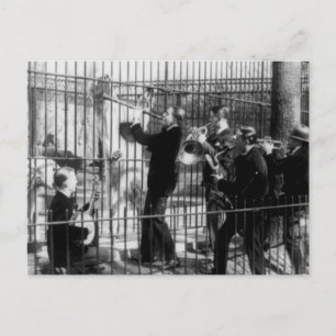 Carte Postale Jazz Band Playing Music for the Bears