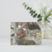 Carte Postale Je ne fais que rester (Debout devant)