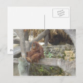 Carte Postale Je ne fais que rester (Devant / Derrière)