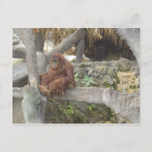 Carte Postale Je ne fais que rester