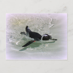 Carte Postale Je ne peux pas être fou de regarder un pingouin !