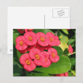 Carte Postale Je ne sais pas quelle fleur c'est (Devant / Derrière)