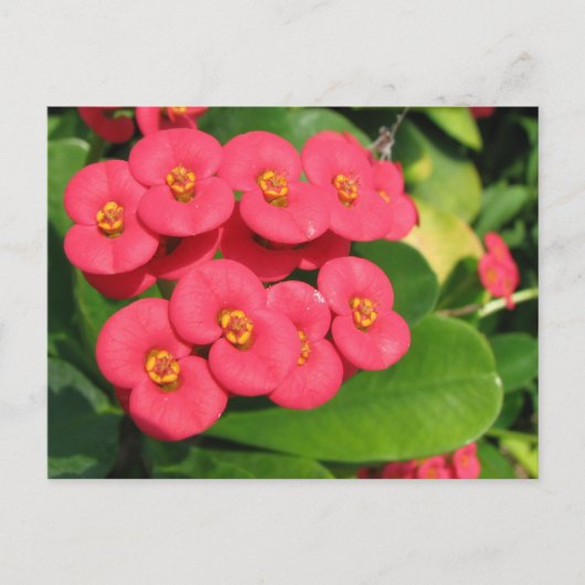 Carte Postale Je ne sais pas quelle fleur c'est (Devant)