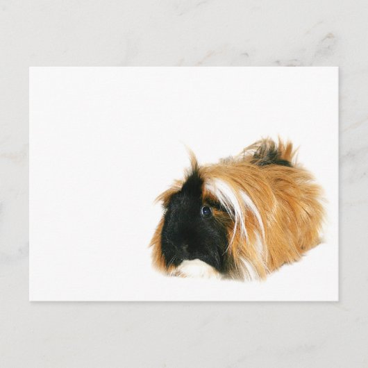 Carte Postale Je ne suis pas un tribble (Devant)